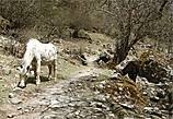 Когда-то в Непале существовал такой любопытный обряд. Государева коня отпускали на волю, и где он пройдет, та земля уже считалась собственностью короля. Правда, через год коня приносили в жертву.