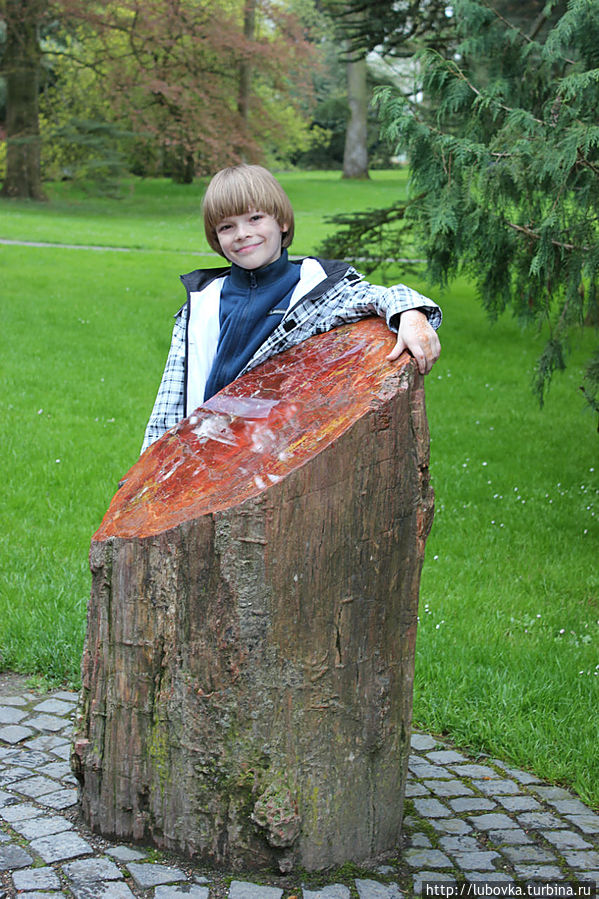Окаменелое дерево. Остров Майнау, Германия