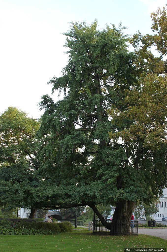 Зелёное сердце Риги Рига, Латвия Зелёное сердце Риги Рига, Латвия