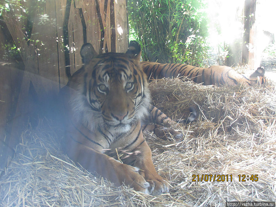 В своей книге полковник Британской индииской армии Эдуард Джеймс Корбет 1875 1955 писал.Рана,вынудившая тигра стать людоедом может быть результатом неудачного выстрела охотника,неставшего затем преследовать тигра,или же это являетса столкновением сдикобразом.Корбит был охотником на зверей людоедов.Также Корбет застрелил печально известную тигрицу из Чямпавата,жертвами тигрицы стали 436 человек.Я читал эту книгу очень поучительная книга для тех кто любит животных.Книга называется Кумаонские людоеды В своей книге полковник Британской индииской армии Эдуард Джеймс Корбет 1875 1955 писал.Рана,вынудившая тигра стать людоедом может быть результатом неудачного выстрела охотника,неставшего затем преследовать тигра,или же это являетса столкновением сдикобразом.Корбит был охотником на зверей людоедов.Также Корбет застрелил печально известную тигрицу из Чямпавата,жертвами тигрицы стали 436 человек.Я читал эту книгу очень поучительная книга для тех кто любит животных.Книга называется Кумаонские людоеды
