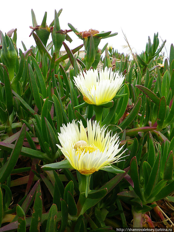 Цветок мыса Рока Кабу-да-Рока, Португалия
