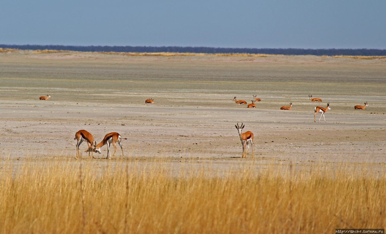 Этоша пэн (сковорода) Этоша Национальный Парк, Намибия