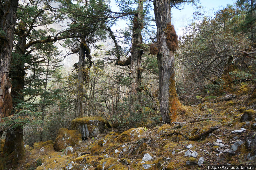Опять   сказочный    волшебный   лес,  но   совсем   другой. Покхара, Непал
