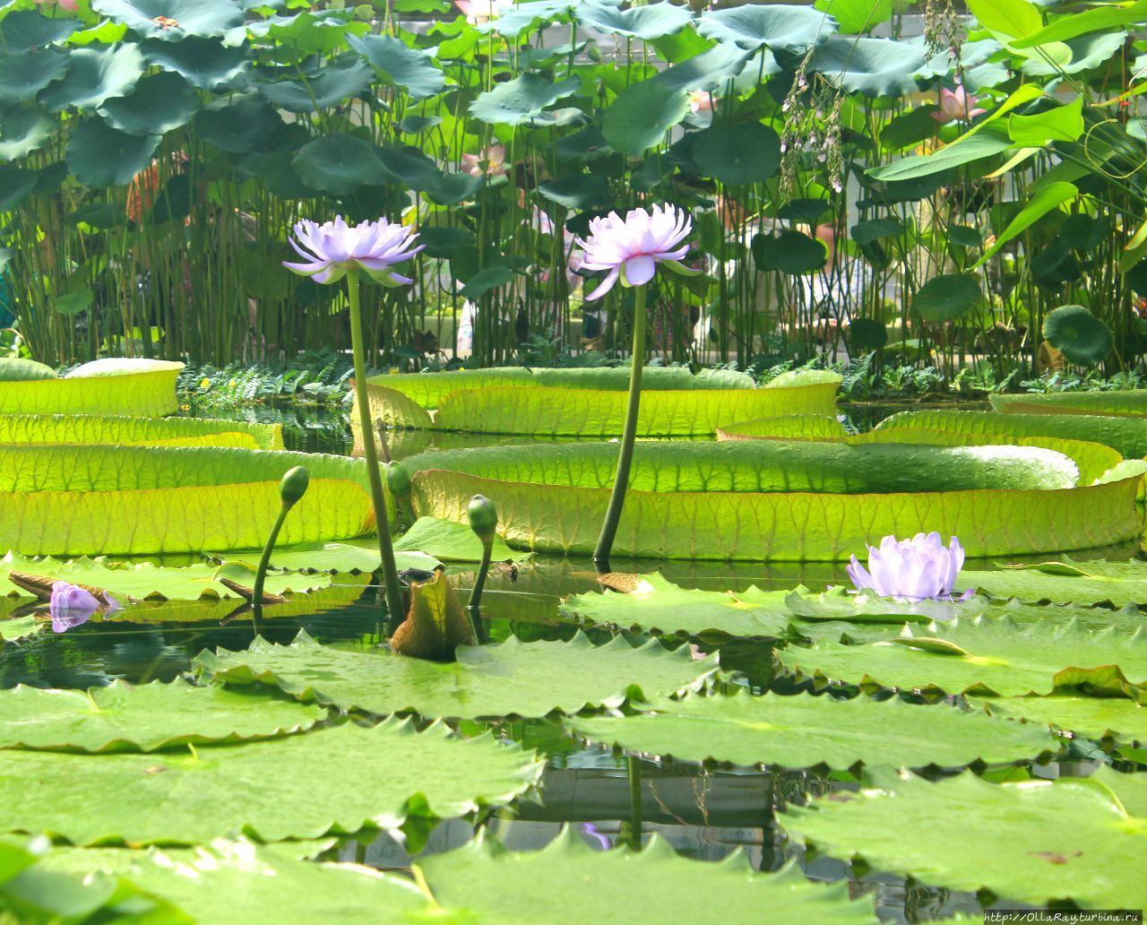 Питер, гроза и флоксы. Санкт-Петербург, Россия Питер, гроза и флоксы. Санкт-Петербург, Россия