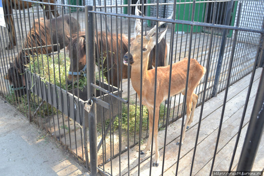 Детский зоопарк Уральск, Казахстан