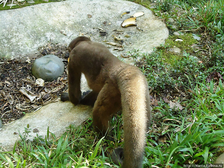 АмаЗоонико — центр спасения животных в Амазонии Тена, Эквадор АмаЗоонико — центр спасения животных в Амазонии Тена, Эквадор