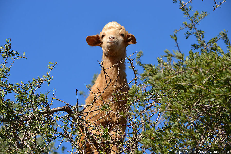 Летающие козы Марокко Летающие козы Марокко
