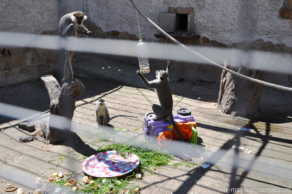 Весна в Одесском зоопарке Одесса, Украина