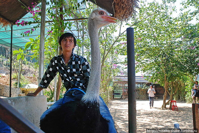Как я не каталась на страусе Муй-Не, Вьетнам