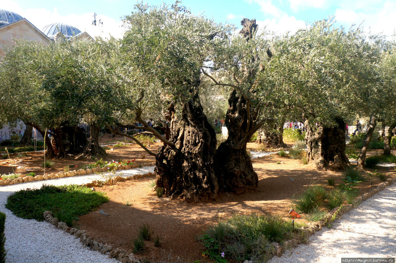 Гефсиманский сад. Иерусалим, Израиль