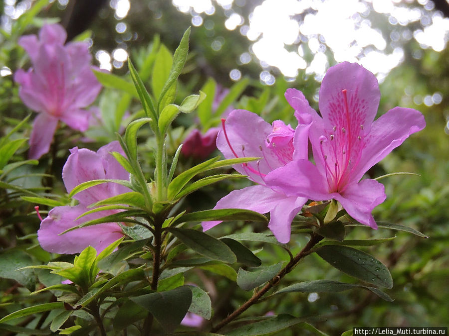 Цветочные сны... Фуншал, Португалия Цветочные сны... Фуншал, Португалия