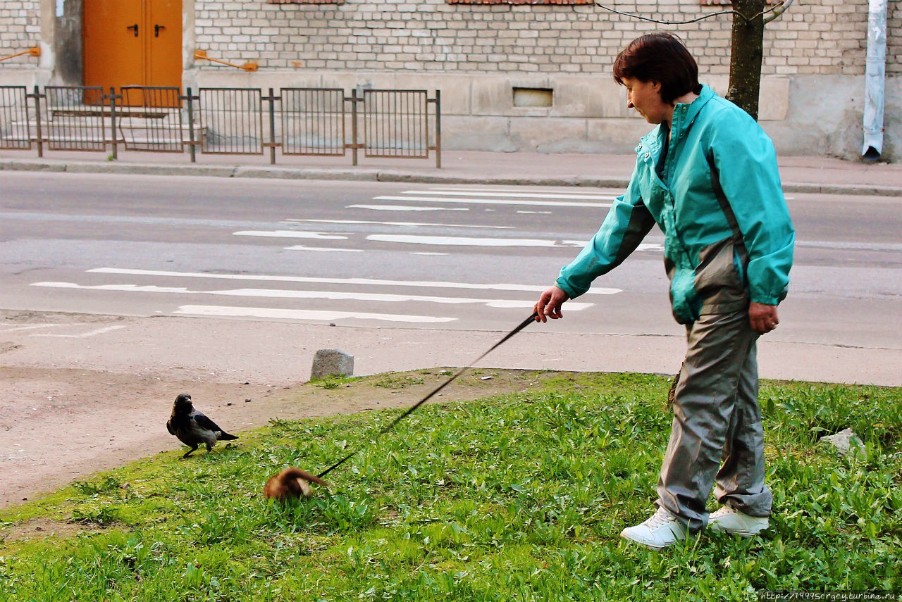 Хорёк, ворона и маленькая собачонка Нарва, Эстония