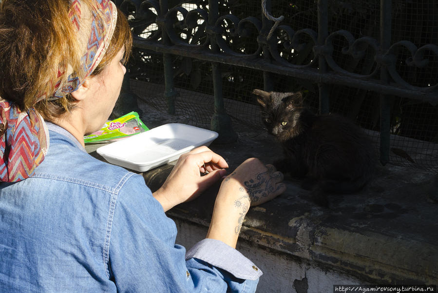 Любовь стамбулитов к кошкам иногда настораживает. Стамбул, Турция