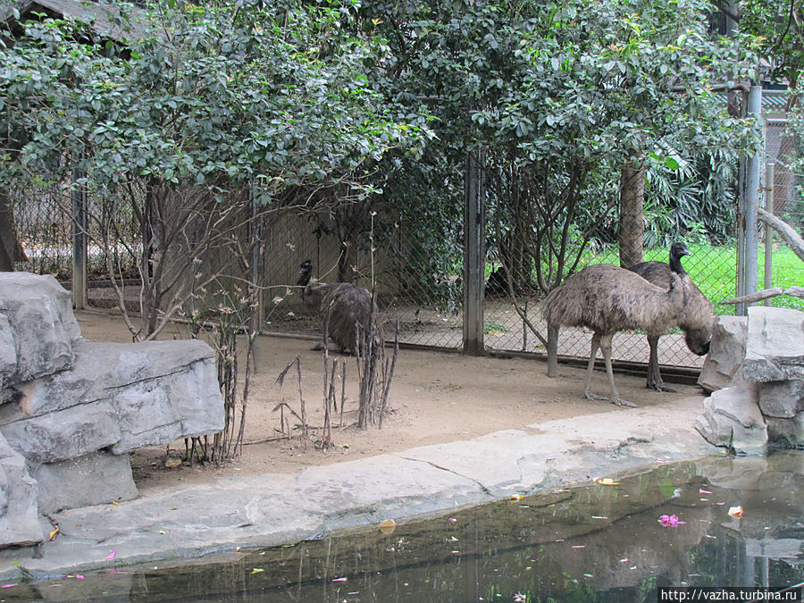 Зоопарк Гуанджоу.Продолжение знакомства. Гуанчжоу, Китай