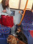 В пригородном автобусе Шарпнесс-Бристоль.Дама с собачками.