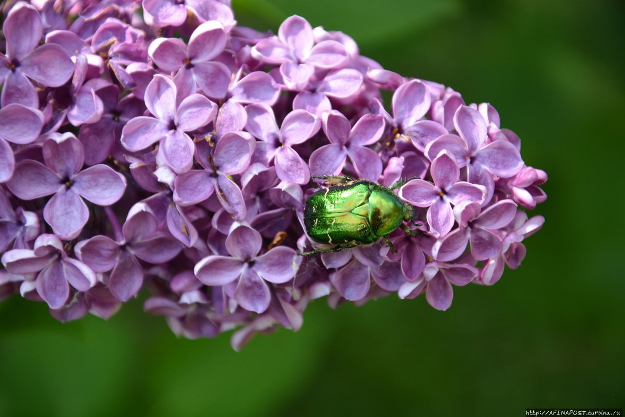 Лучик солнца золотой Москва и Московская область, Россия Лучик солнца золотой Москва и Московская область, Россия