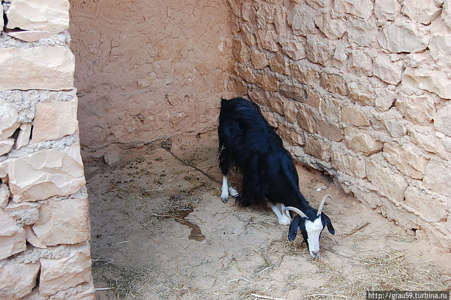В жилище троглодитов Матмата, Тунис В жилище троглодитов Матмата, Тунис