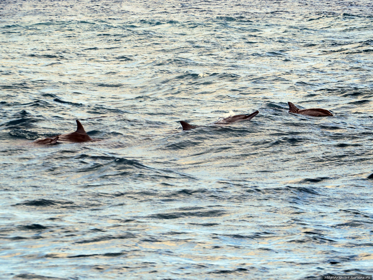 Купание с дельфинами в бухте Тамарен