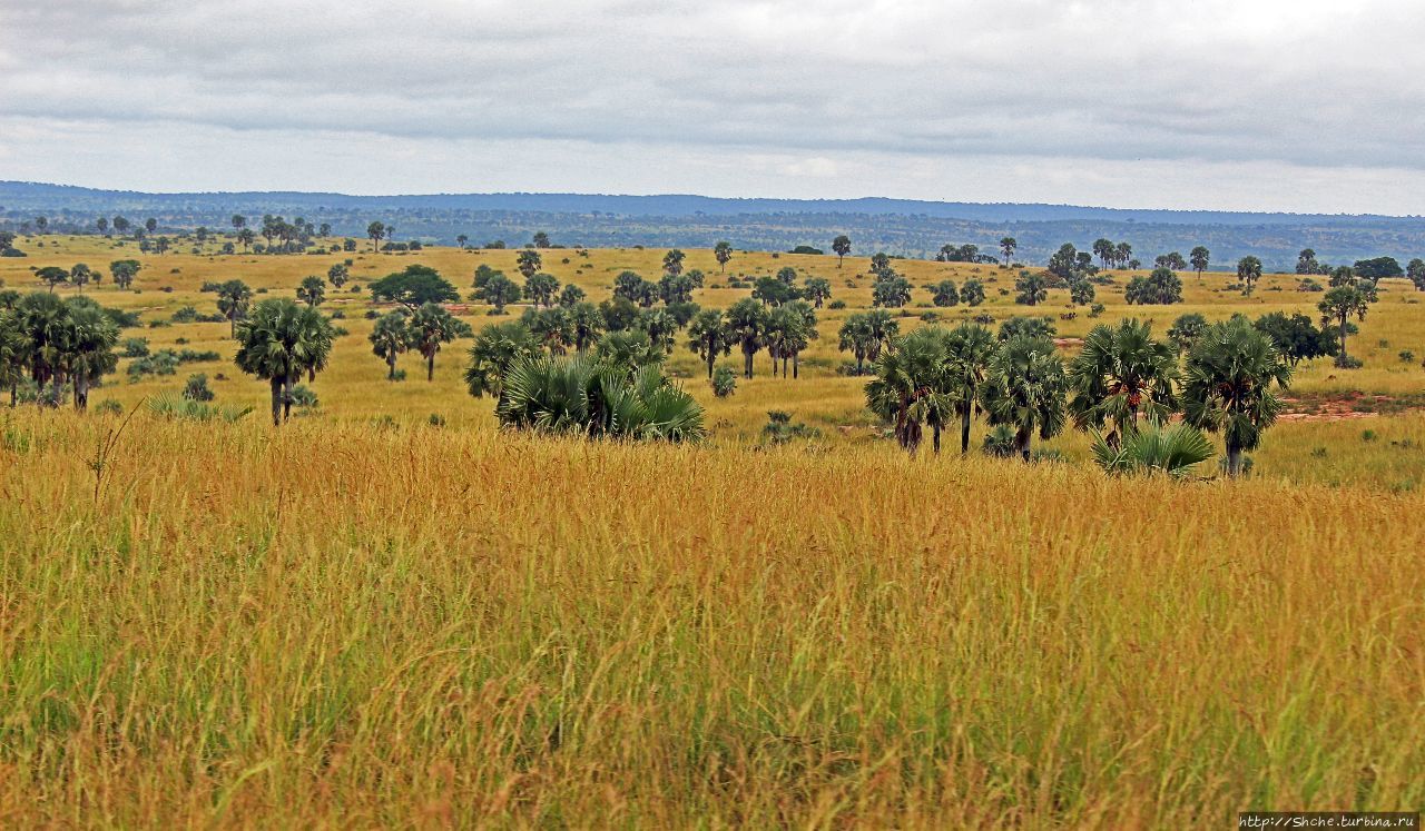 Большому сафари — большой фото-отчет Мёрчисон-Фоллс Национальный Парк, Уганда Большому сафари — большой фото-отчет Мёрчисон-Фоллс Национальный Парк, Уганда