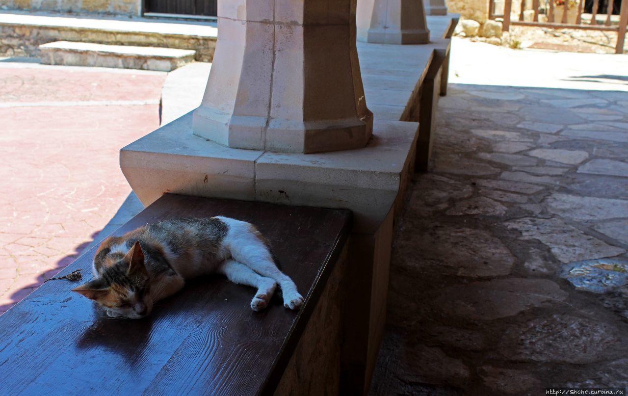 Общепризнанная суверенная территория... кошек на Кипре