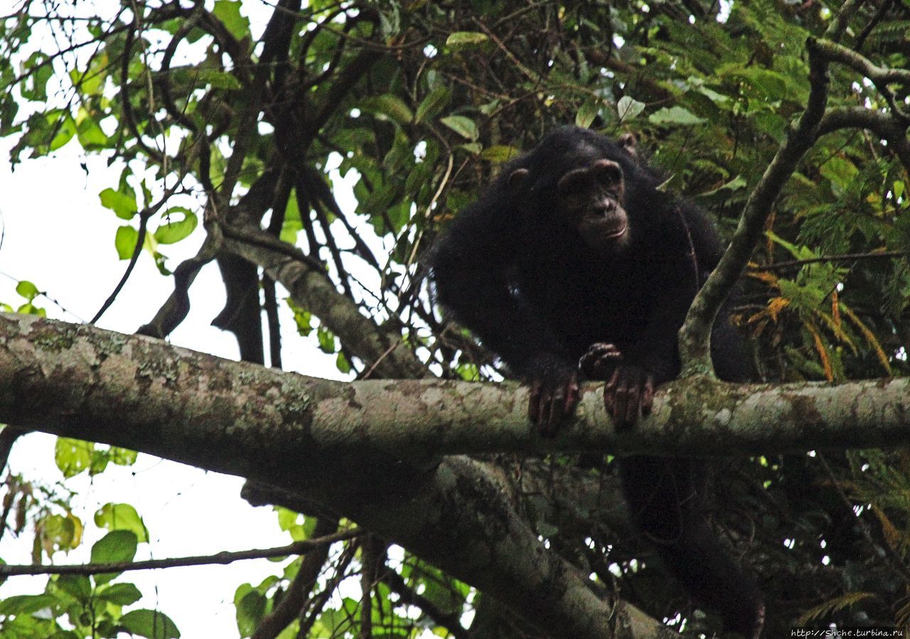 Трудно снимать черных шимпанзе в черном лесу, особенно утром Рубона, Уганда