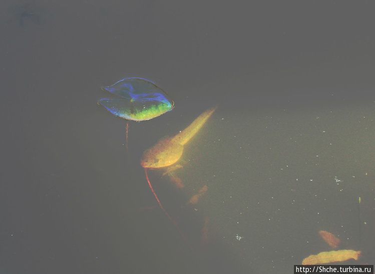 сперва я даже не понял, ч сперва я даже не понял, ч