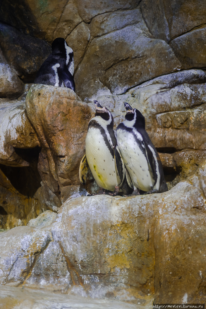 Пингвины в аквариуме. Барселона Барселона, Испания