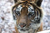 Гордость зоопарка. Бенгальский тигр, их двое самец и самка в хорошей форме!!