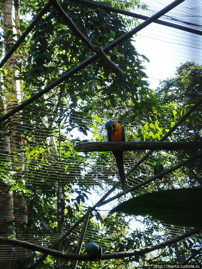 Красно-желтые ара. Те самые, что стаями летают в Амазонии. Очень ходовой товар у контрабандистов. Тена, Эквадор