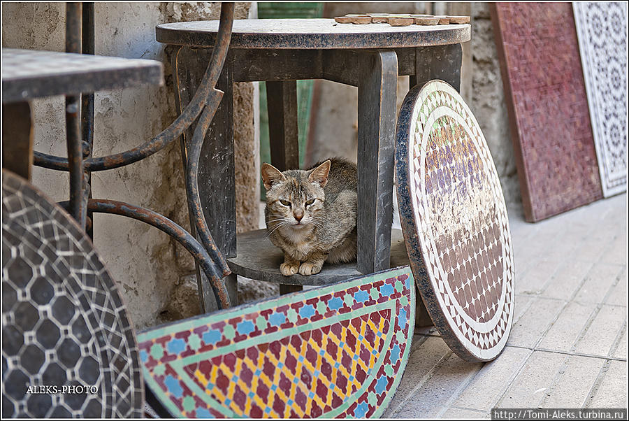 Кошки — всюду...
* Эссуэйра, Марокко