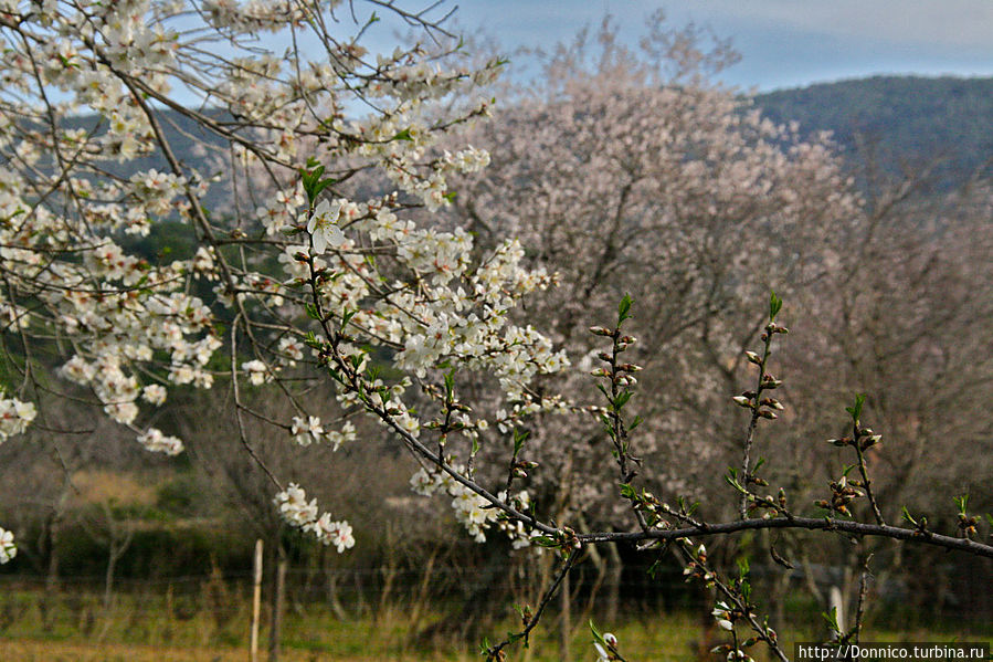 Островки новой Весны — Белые и нежно-розовые Калонже, Испания