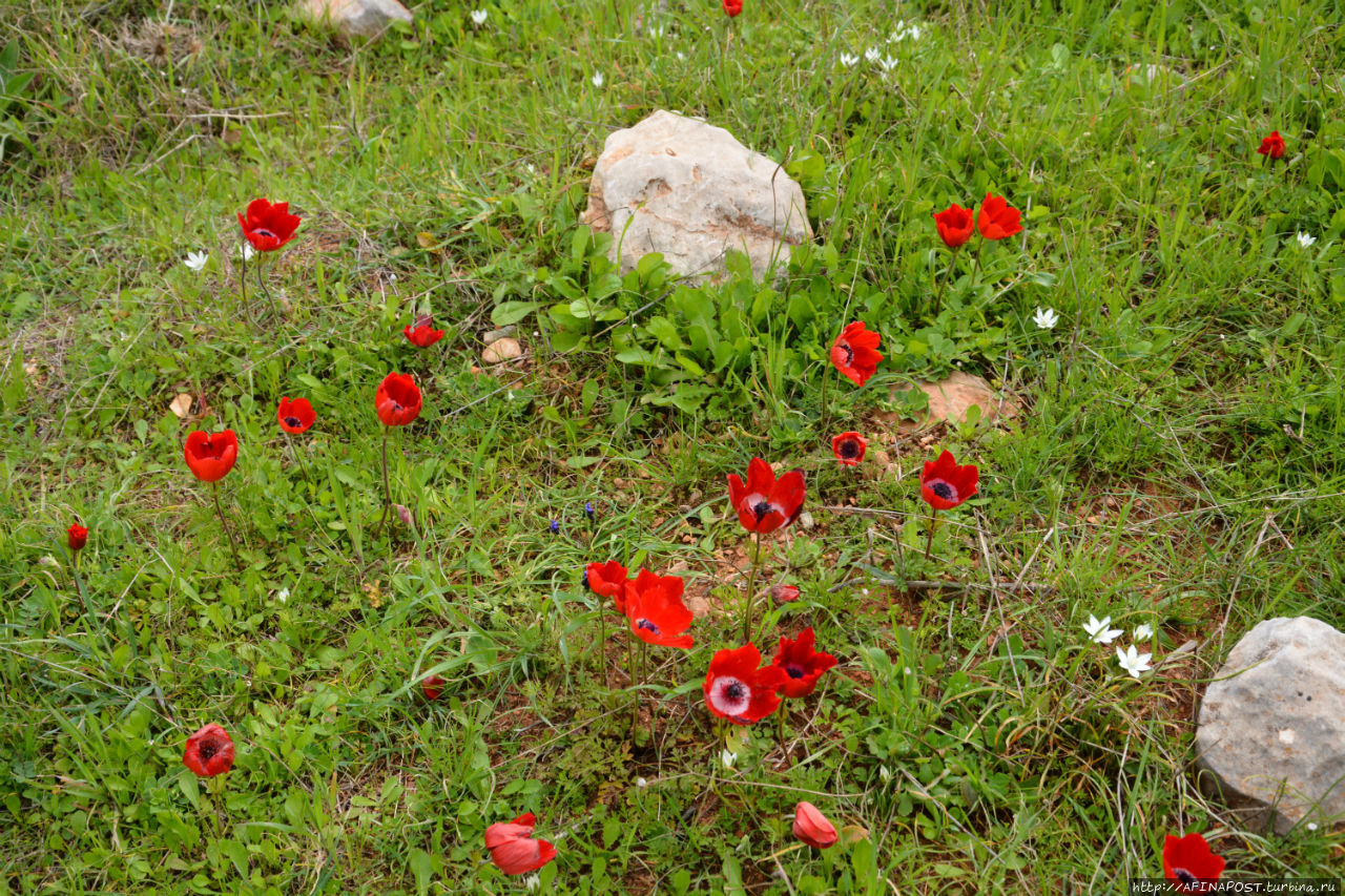 Весенний Лагонисси Аттика, Греция Весенний Лагонисси Аттика, Греция