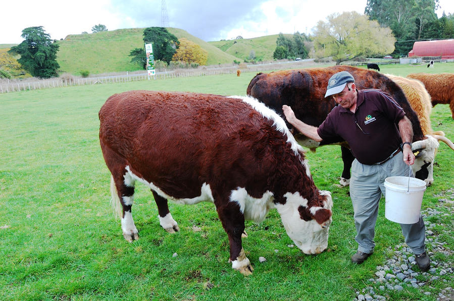Гид кормит коров Роторуа, Новая Зеландия