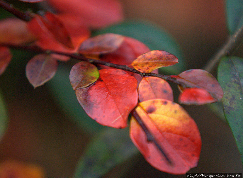 Плачет Осень в парке Штутгарт, Германия Плачет Осень в парке Штутгарт, Германия