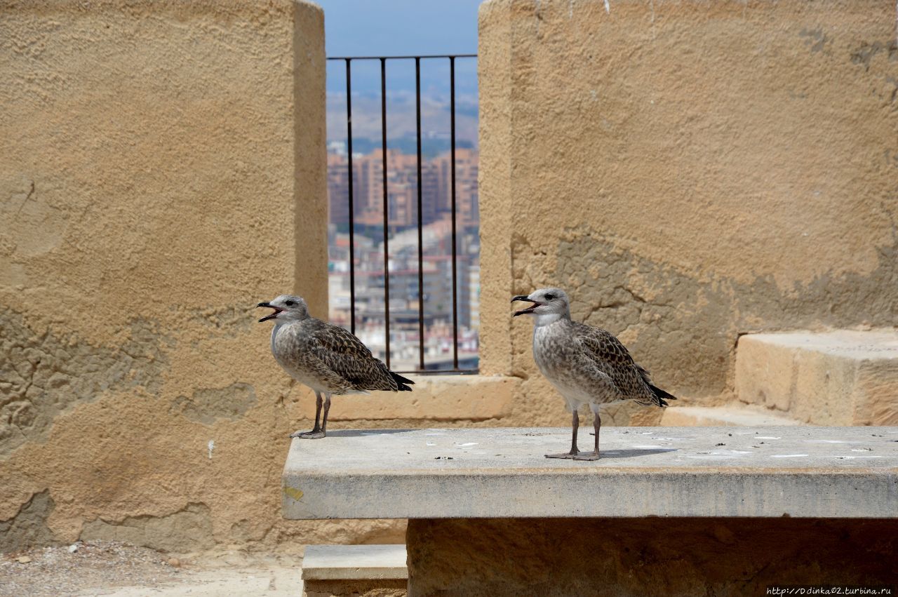 молодые чайки Аликанте, Испания