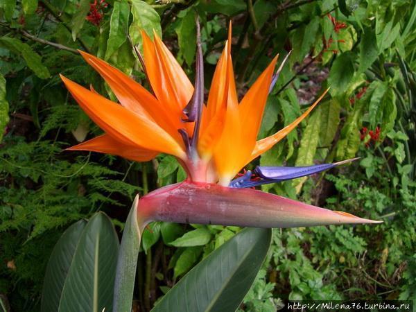 Символ Мадейры — стрелици Символ Мадейры — стрелици