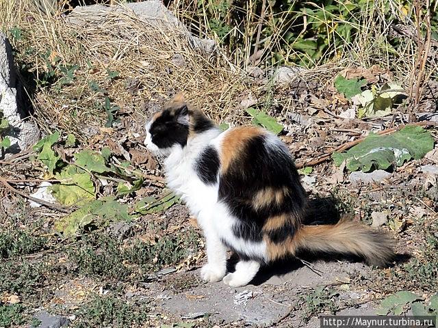 Турция. Мы ничего не видели ! Турция. Мы ничего не видели !