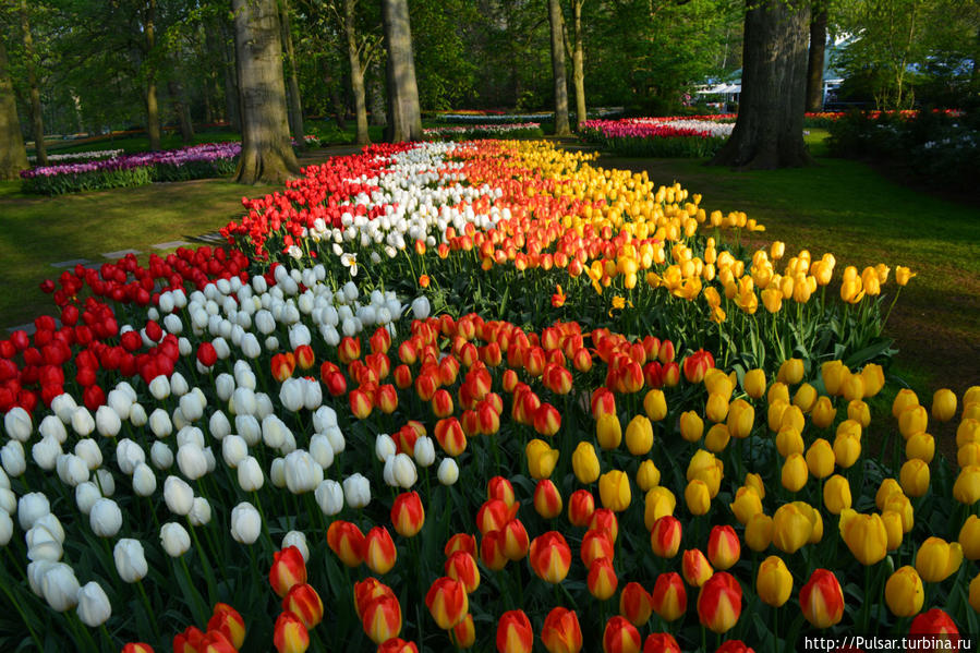 Королевский парк цветов  Кёкенхоф Кёкенхоф, Нидерланды