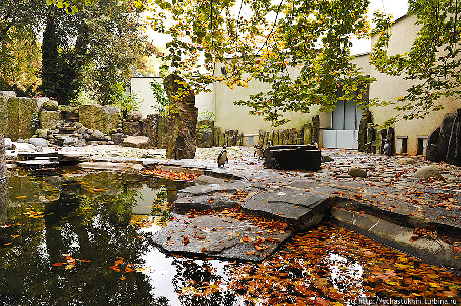 Пражский зоопарк, пингвины. Пражский зоопарк, пингвины.