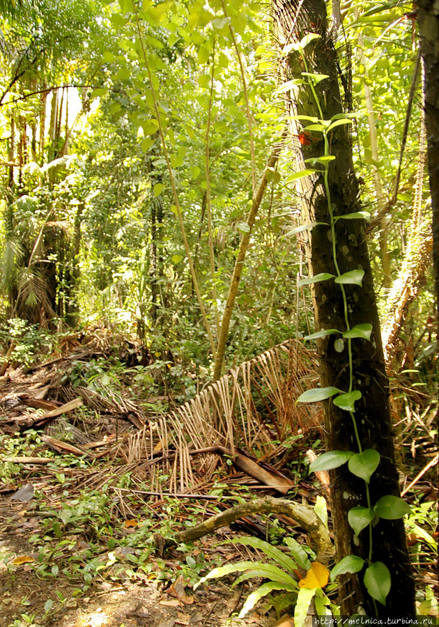 Природа — лучший зеленый дизайнер!) Бако Национальный Парк, Малайзия