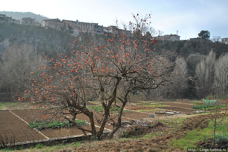 Персимон (хурма) ждет своего рождественского часа. Персимон (хурма) ждет своего рождественского часа.