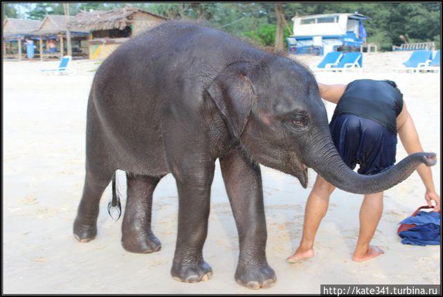 По следам слонёнка или зимовка-2 Остров Пхукет, Таиланд