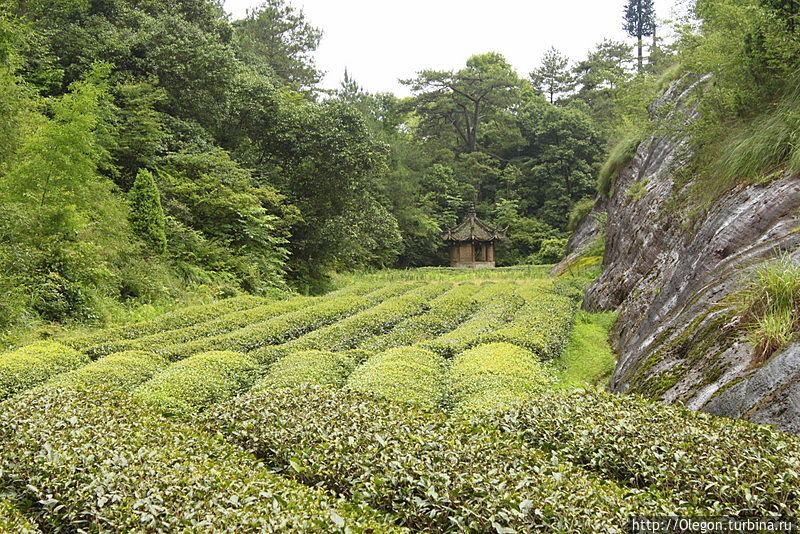 Утёсный чай с Уишаня Утёсный чай с Уишаня