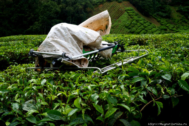 Машинка  для  стрижки  чайных  листьев.  Основную  массу  чая  снимают  механическим  способом,  а  наиболее  ценные  сорта  снимаются  вручную. Танах-Рата, Малайзия