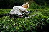 Машинка  для  стрижки  чайных  листьев.  Основную  массу  чая  снимают  механическим  способом,  а  наиболее  ценные  сорта  снимаются  вручную.
