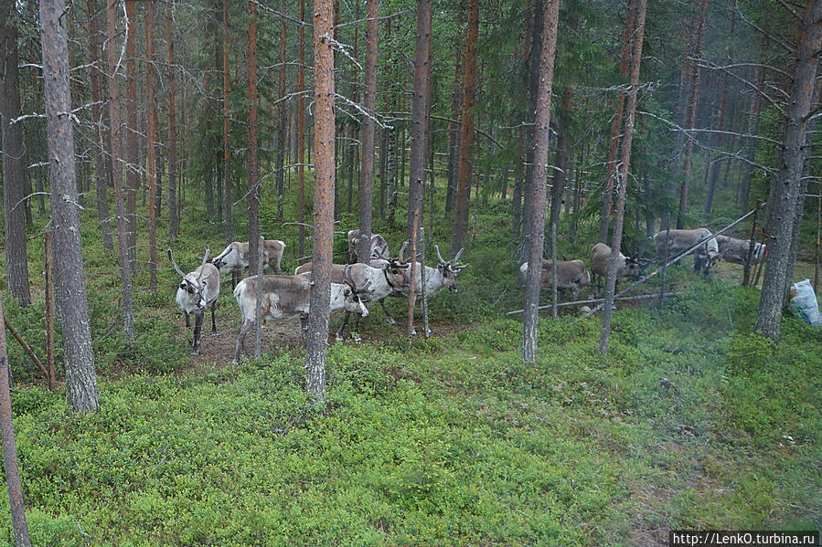 Sieriporo Safaris Провинция Лапландия, Финляндия