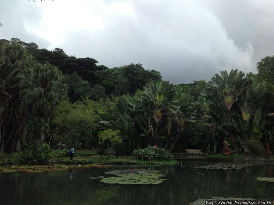 В Ботаническом саду в Рио-де-Жанейро Рио-де-Жанейро, Бразилия
