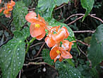 В оранжерее орхидей и бегоний. Бегония двухцветная бразильская — Begonia dichroa brasilien.