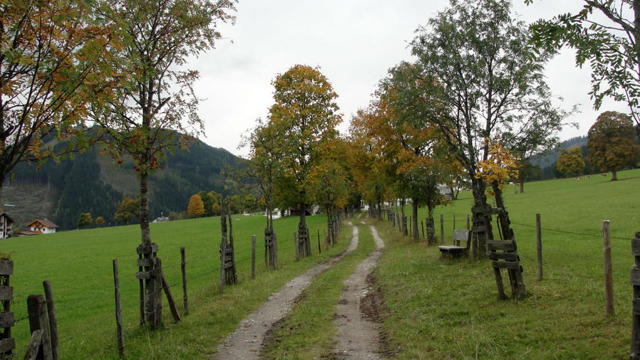 Прямо от моего дома вела тропа с мотивирующим названием Panoramenweg в сторону холма, названия которого я еще на знал, на на первый взгляд он был самым легко доступным, с которого можно было осмотреться по окрестностям. Рамзау-ам-Дахштайн, Австрия