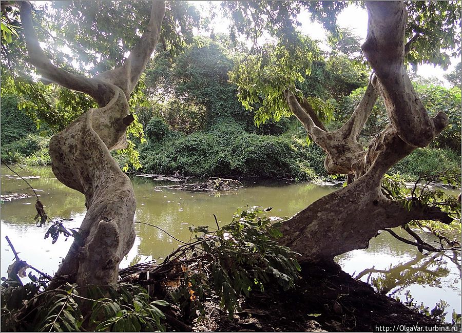 Берега заросли причудливо изогнувшимися деревьями Анурадхапура, Шри-Ланка
